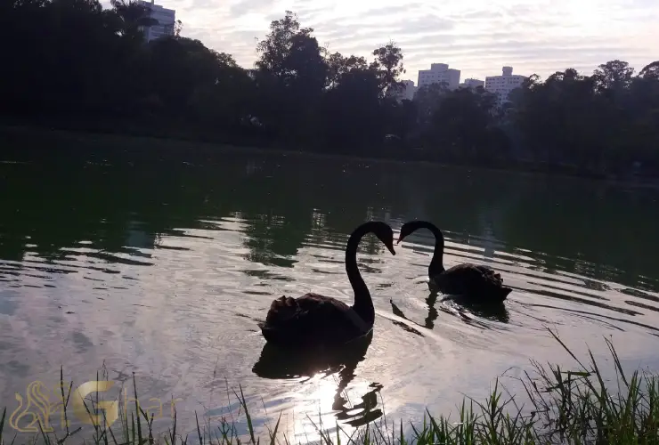 Lago do Parque da Aclimação no bairro Aclimação São Paulo